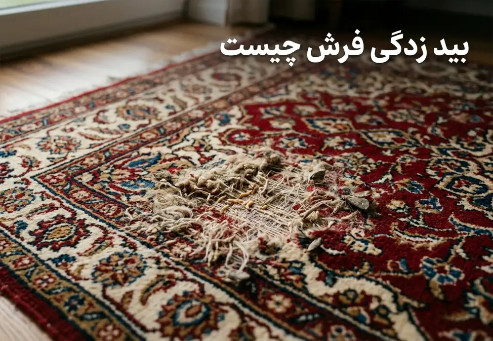 بید زدگی فرش چیست